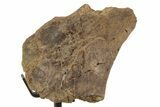Fossil Hadrosaur Vertebra Section w/ Metal Stand - South Dakota #339904-1